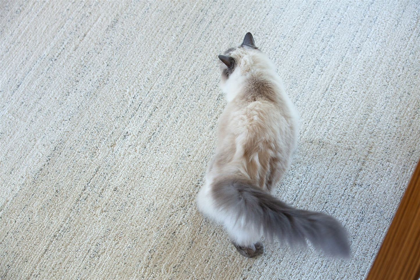 Solis Beige Lines Rug